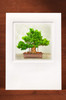 Bonsai-19 BN07-NC