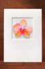 Orchid84 FF13-NC