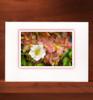 Hellebore MF22-NC