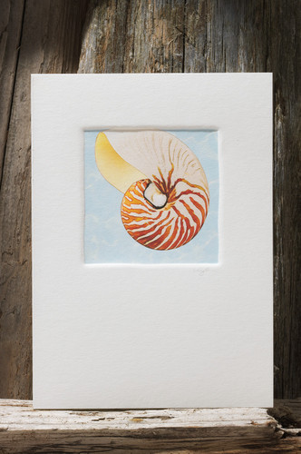 NautilusShell SS02-NC