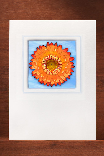 Strawflower FF06-NC3
