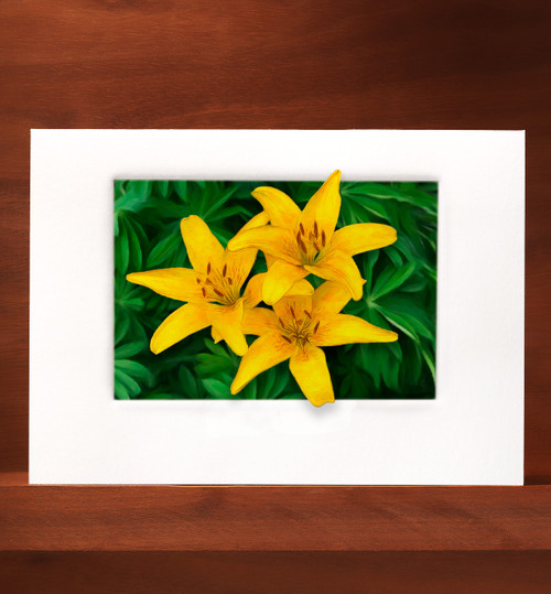Lilly20 MF20-NC