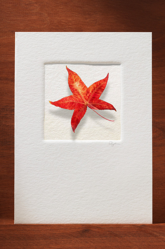  FallLeaf FL12-NC