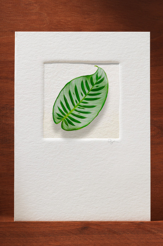 TropicalLeaf TL13-NC