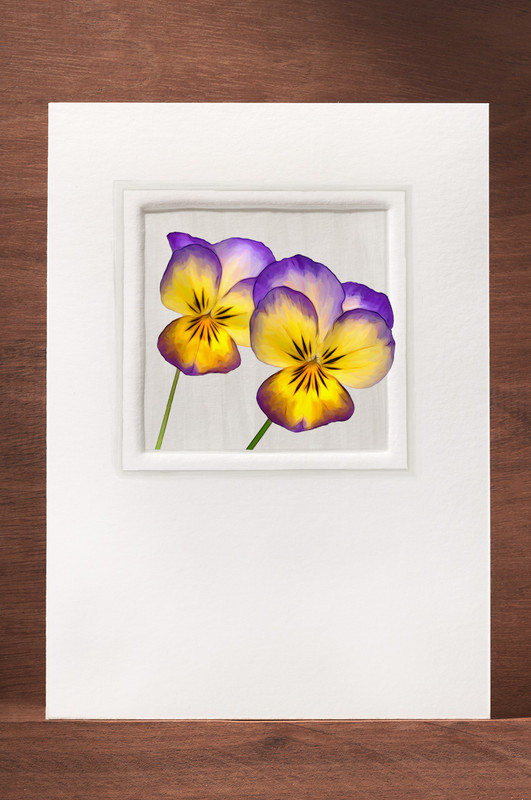 Viola44 FF15-NC