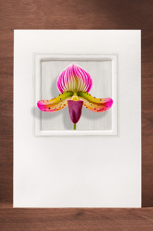 Orchid17 OR17-NC