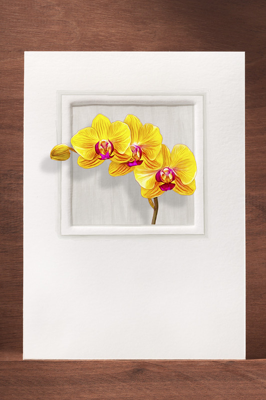 Orchid18 OR18-NC