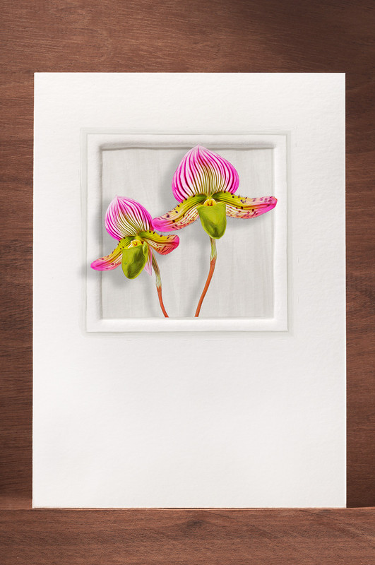 Orchid19 OR19-NC