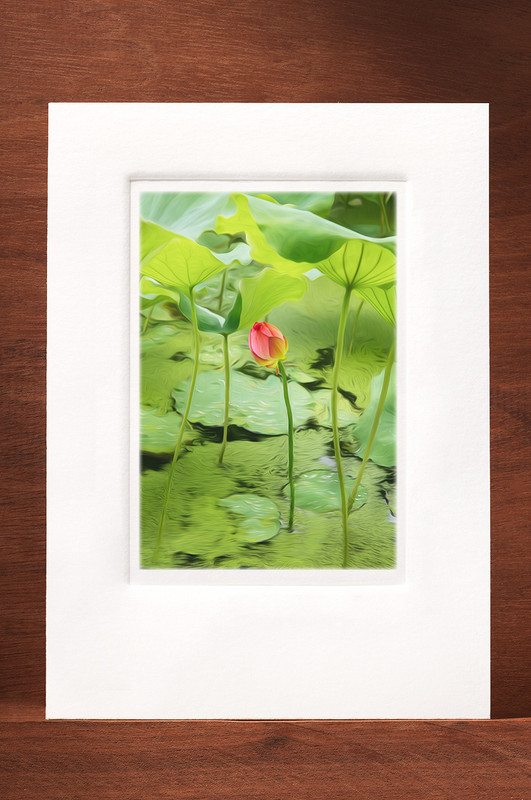 Waterlily MF19-NC