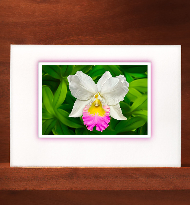 Orchid20 OR20-NC
