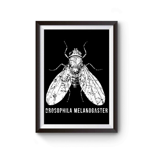 Drosophila Melanogaster Poster