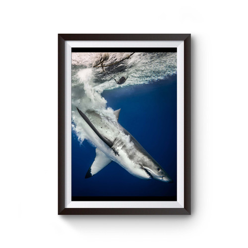 Great White Shark Poster