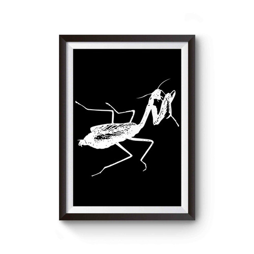 Praying Mantis Poster