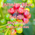 Java Junkies Jamaica Blue Mountain Estate Coffee. Red and Yellow coffee cherries still on the tree with a tropical background.