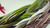 Hierochloe Odorata Natural Sweetgrass Braids (Set of 6) | Hand-Braided Aromatic Smudge| Sustainable Ritual Smoke for Cleansing & Meditation