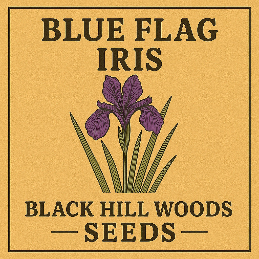 Blue Flag Iris seeds - (I. versicolor) - Buy Online Now