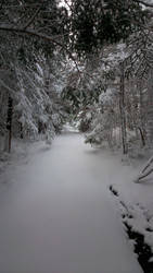 The Art of Wild Foraging in Newfoundland: A Journey Through Nature