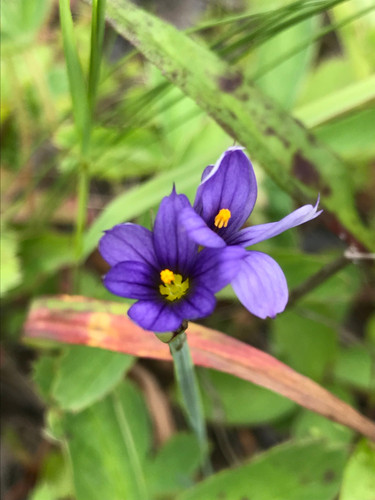 Blue-Eyed Grass Seeds - (Sisyrinchium montanum)