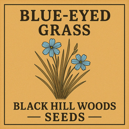 Blue-Eyed Grass Seeds - (Sisyrinchium montanum)