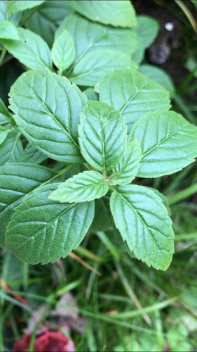 Wild Mint Seeds - (mentha arvensis)