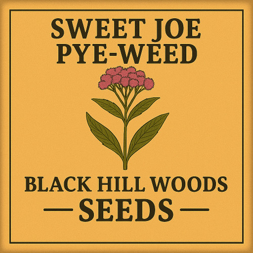 Sweet Joe Pye-Weed Seeds - (eutrochium purpureum)