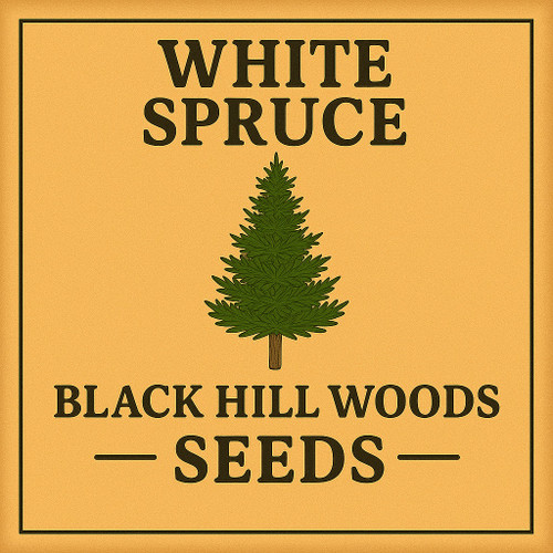 White Spruce Seeds (picea glauca)