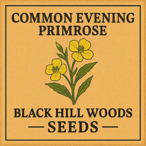 Common Evening Primrose