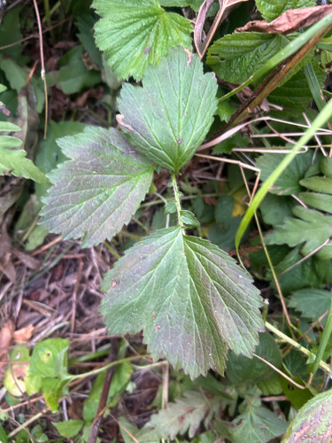 Large-leaved Avens – Dried Roots