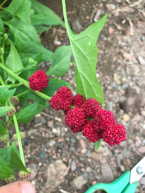 Strawberry Spinach Seeds from Black Hill Woods