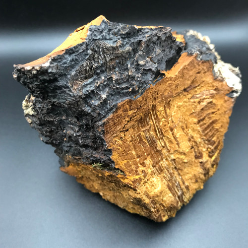 Wild Chaga - Product of Newfoundland Canada