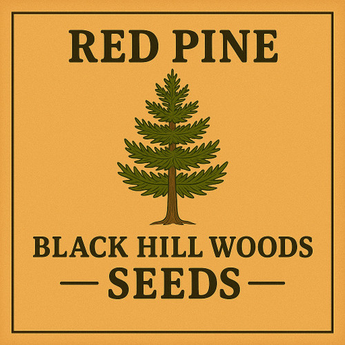 Red Pine Seeds