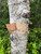 Birch Bark
