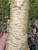 Birch Bark