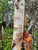 Birch Bark