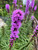 Blazing Star Seeds (liatris spicata) - Purple