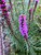 Blazing Star Seeds (liatris spicata) - Purple