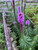 Blazing Star Seeds (liatris spicata) - Purple