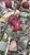 Dried Wild Red Raspberry Leaves - Buy Canada - Black Hill Woods