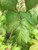 Dried Wild Red Raspberry Leaves - Buy Canada - Black Hill Woods