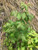 Dried Wild Red Raspberry Leaves - Buy Canada - Black Hill Woods