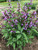 Sage - Dried Whole Leaf