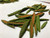 Bulk Labrador Tea (Rhododendron groenlandicum) - Black Hill Woods