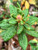 Dried Labrador Tea (Rhododendron groenlandicum) - Buy Canada