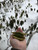 Dried Bulk Labrador Tea (Rhododendron groenlandicum) - Black Hill Woods