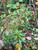 Dried Labrador Tea (Rhododendron groenlandicum) - Buy Canada