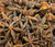 Star Anise