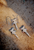 Botched Bikes Dragonfly - Stainless Steel - Pre-Order - Due Date.... TBC
