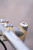 FORAGER CYCLES - Brass Quill Stem Cap FORAGER CYCLES - Brass Quill Stem Cap