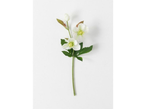 Helleborus Stem