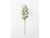 Mimosa Stem